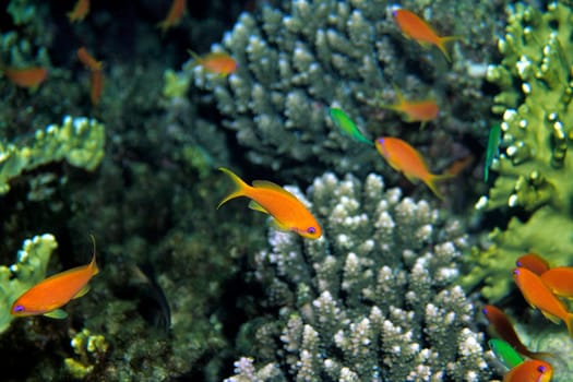 Anthias,Red Sea