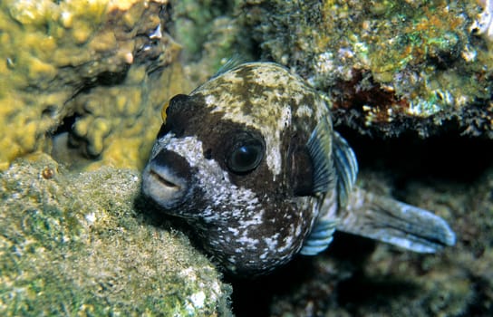 Masked pufferfish,Red Sea