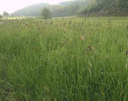 I actually found the high grass with a short "far-sightedness"" a nice photo"