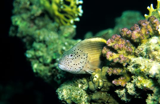 Striped Coral Guardian,Red Sea