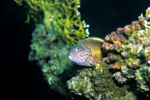 Striped Coral Guardian,Red Sea
