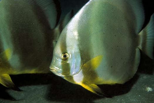 Batfish,Red Sea