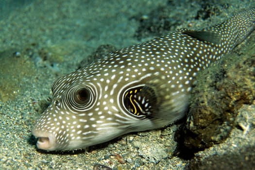 photographed in the Red Sea near El Quseir/Egypt