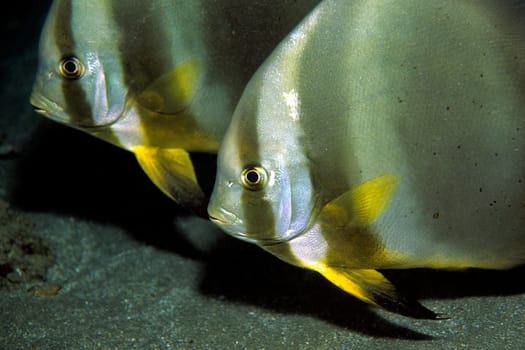 Batfish,Red Sea near El Quseir/Egypt