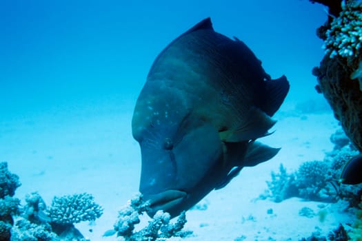 Napoleon wrasse eating