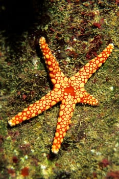 this pearl starfish had lost an arm. Now it is growing back again. a completely new animal can grow from the lost arm,if it has not already been eaten. Taken in the Red Sea near El Quseir/Egypt.