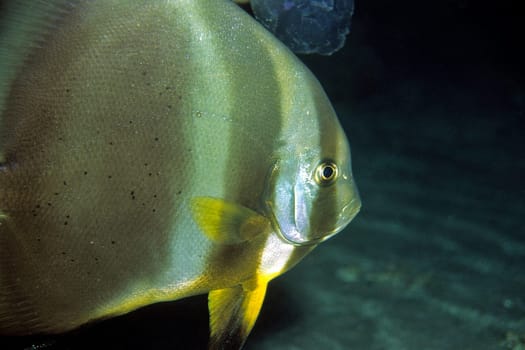Batfish,Red Sea