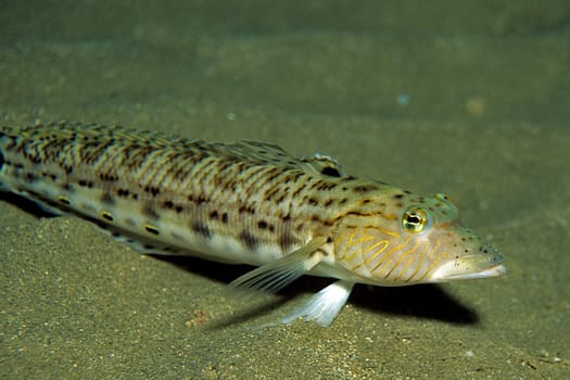 Tail-spotted sandfish,Red Sea