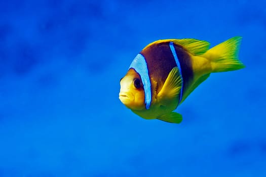 aNEMOnenfisch