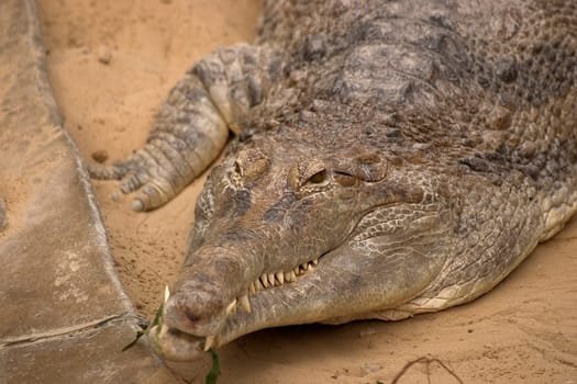 Crocodile