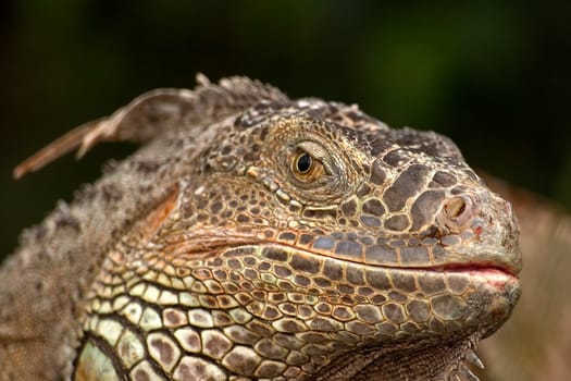 Iguana