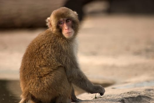 Monkey