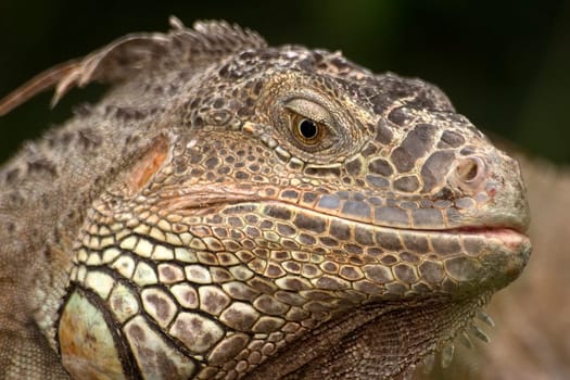 Iguana