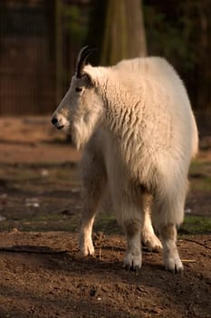 Snow goat
