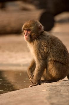 Monkey