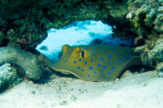 taken at the Red Sea near El Quseir/Egypt