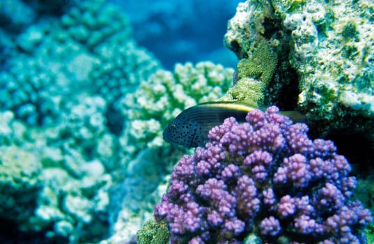 Striped Coral Guardian,Red Sea