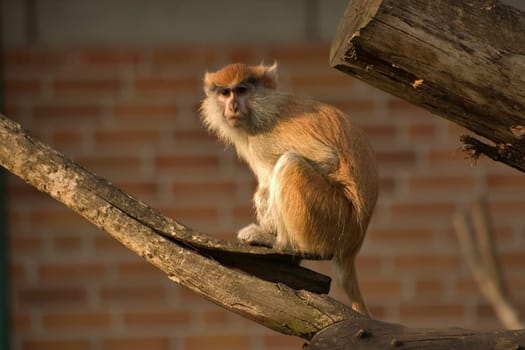Monkey on tree trunk