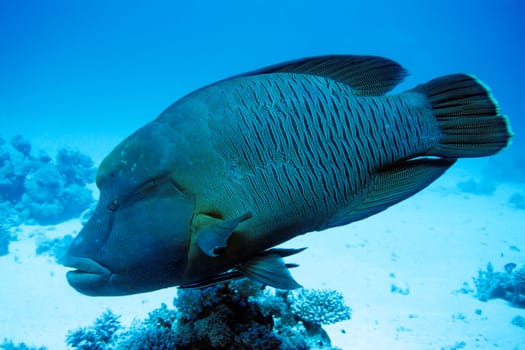 Napoleon's wrasse,Red Sea near El Quseir/Egypt