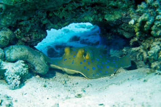 Blue-spotted stingrays,Red Sea