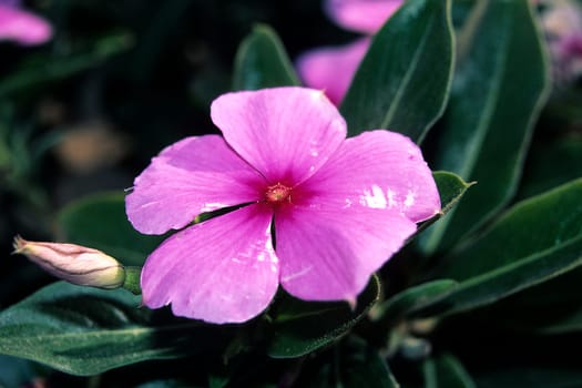 purple bloom