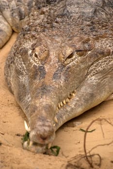 Crocodile