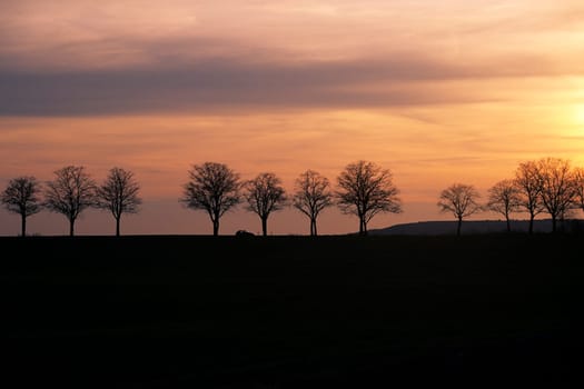 Avenue at sunset