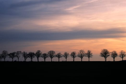 Avenue at sunset