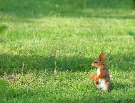 Squirrel