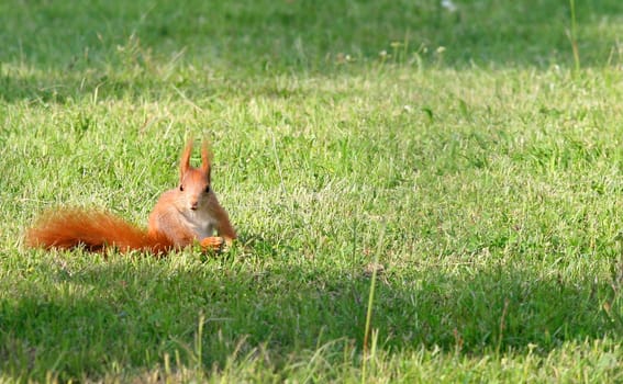 Squirrel