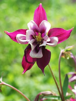 Columbine
