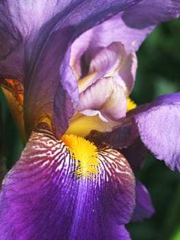 Along with the rose and lilies,irises are among the oldest garden plants.