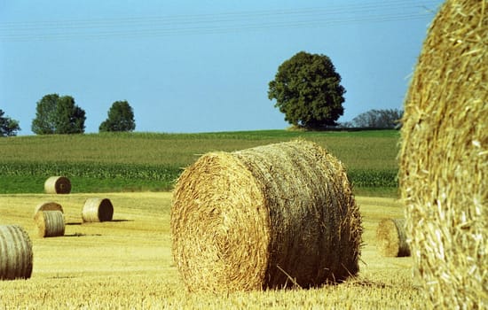 Golden Wheel