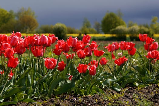 Heralds of spring
