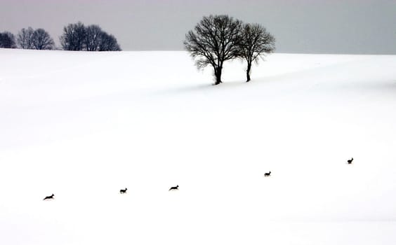 Wild animals