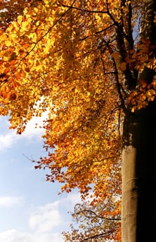 Autumn magic