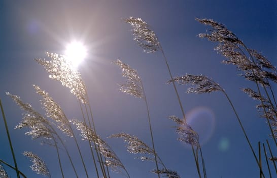 Reed blossoms sunbathing