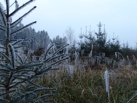 Icy nature