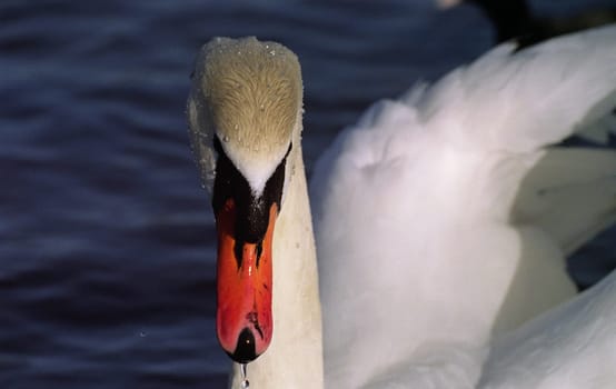 The king of the lake