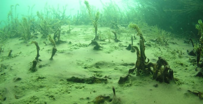 Spring Underwater! You can clearly see how the waterweed drives its young shoots through the layer of screw algae. Similar to young plants on land,which break through the protective foliage in spring.