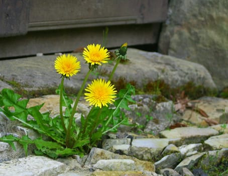 Nature in the courtyard...