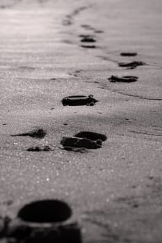 Tracks in the sand