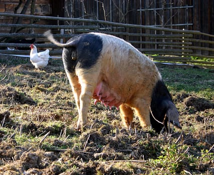Ham