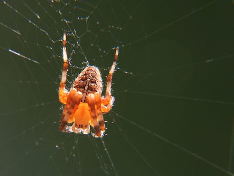 first attempts,with a close-up lens  Cross spider in backlight  Spider approx. 1 cm tall