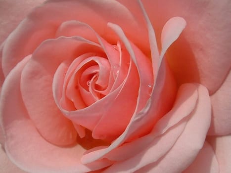 rose without hip without rosehip