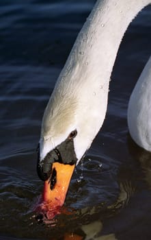 King of the Lake