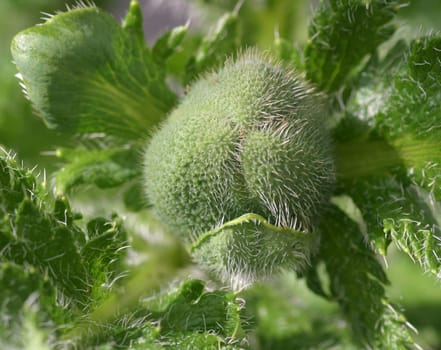 Turkish poppy
