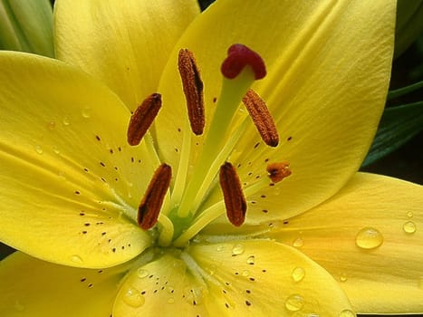 Lily