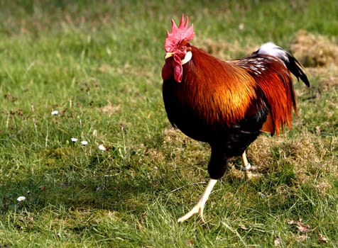 I have to saddle the chickens