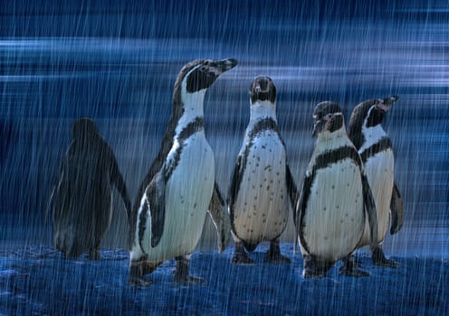 Image was photographed at the zoo,edited and provided with a rain effect filter.